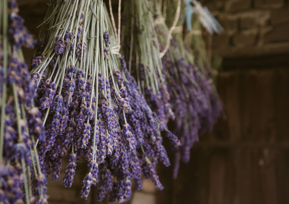 Bunches of lavender hung upside down to dry out in a rustic wooden barn.