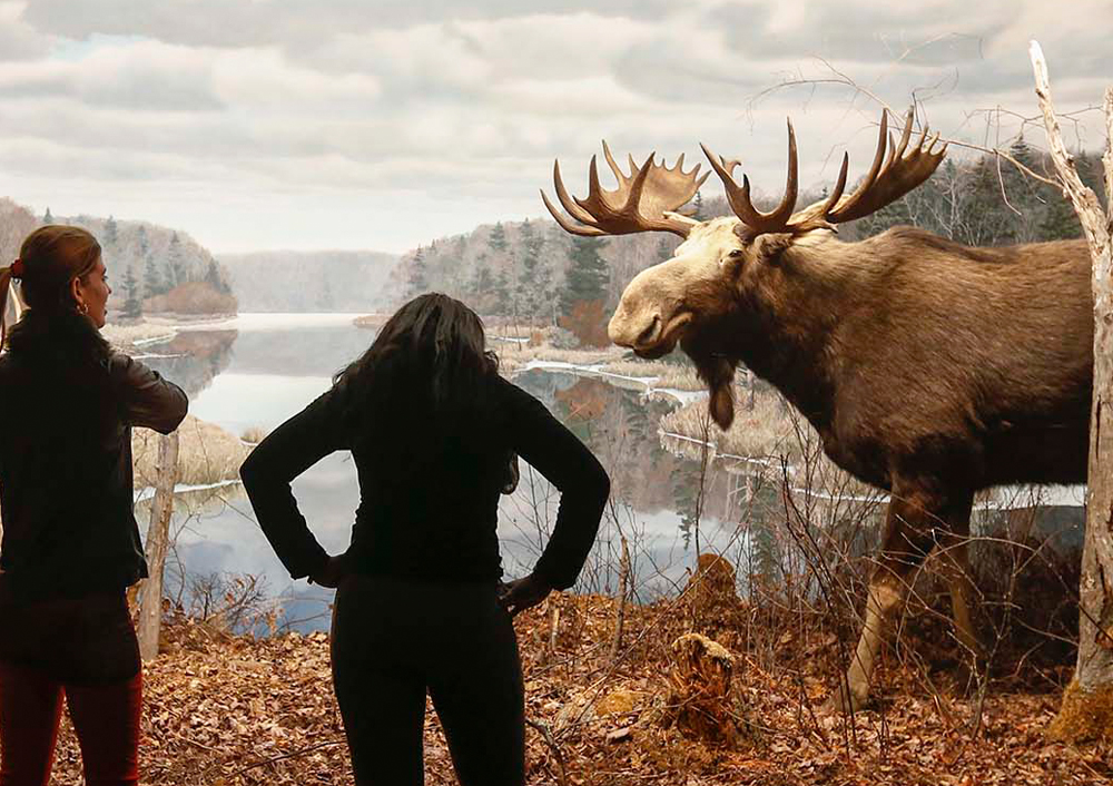 Two women viewing the Moose exhibit at the Nova Scotia Museum of Natural History.