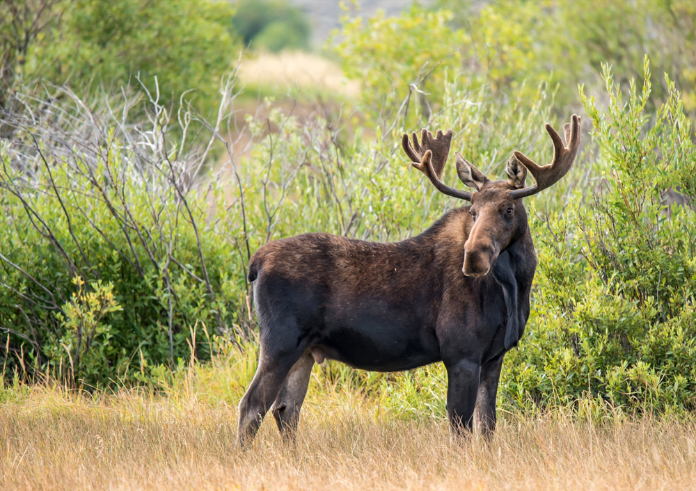 A bull moose with large antler stands in long grass with shrubs and trees in the background.